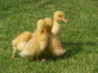 Sweet little duckling