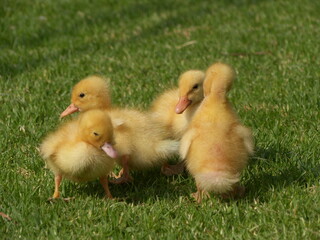 Sweet little duckling