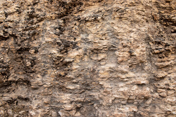 texture of a tree bark