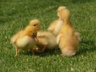 Sweet little duckling