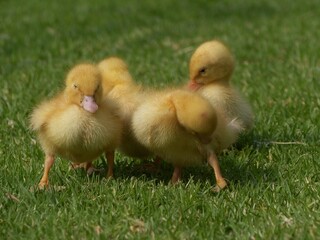 Sweet little duckling