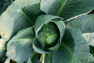 Fototapeta premium Cabbage grow in the garden. Agriculture. Healthy and healthy food for humans. The cultivation of cabbage.