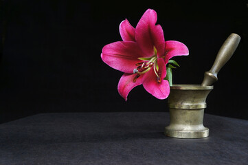 Lily flower in a bronze mortar for grinding spices on a black background