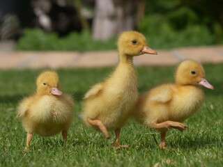 Sweet little duckling