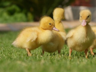 Sweet little duckling