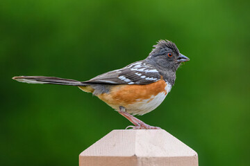Spotted Towhee on a fence post.