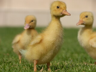 Sweet little duckling