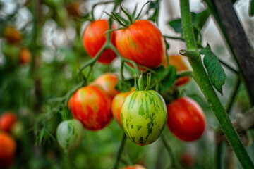 Tomato branches in the garden. Mature red and unripe green tomatoes grow in the garden. The concept of harvesting.