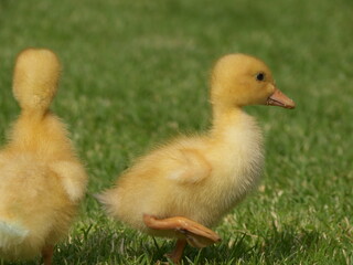 Sweet little duckling