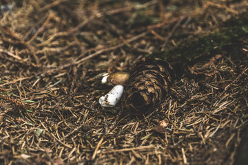 Mushroom in Carpathians