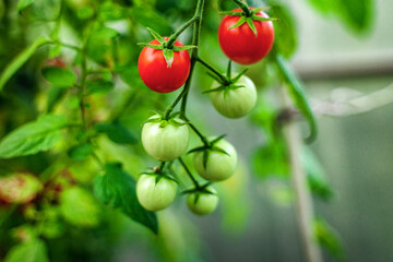 Tomato branches in the garden. Mature red and unripe green tomatoes grow in the garden. The concept of harvesting.