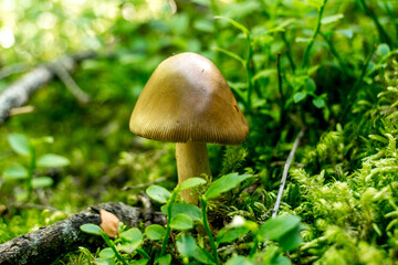 Mushroom in Carpathians