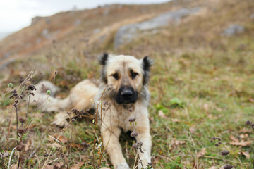 Street dog karakh outdoors landscape travel