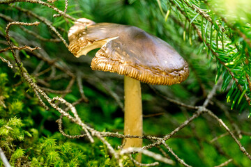 Mushroom in Carpathians