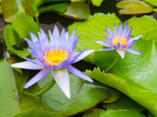Purple lotus blossoms or water lily flowers blooming on pond,Purple lotus,Purple flower - Powered by Adobe
