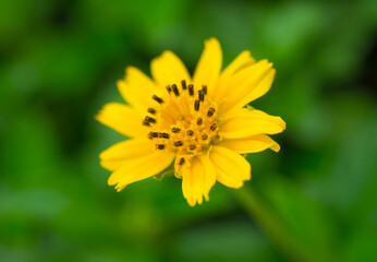 Yellow flowers,Garden background with beautiful yellow flowers
