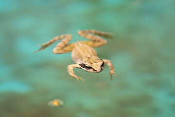 a swimming frog, anura, in a pond