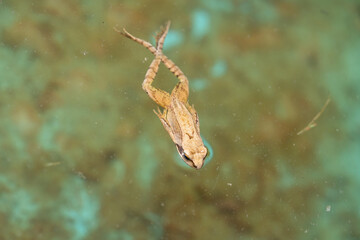 a swimming frog, anura, in a pond