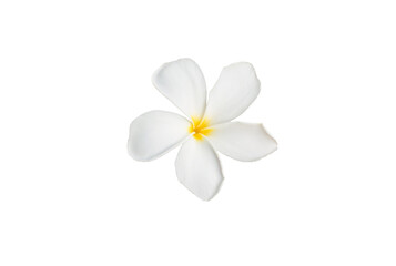 Naklejka na ściany i meble frangipani flower isolated on white background with clipping path