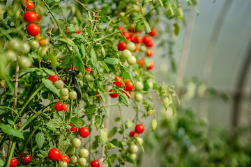 Obraz premium Tomato branches in the garden. Mature red and unripe green tomatoes grow in the garden. The concept of harvesting.