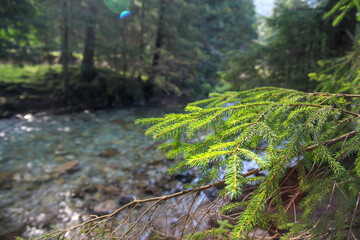 moss on the rocks