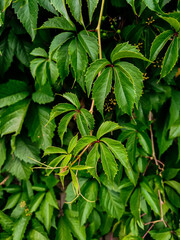 green leaves background