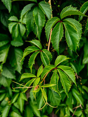 green leaves background