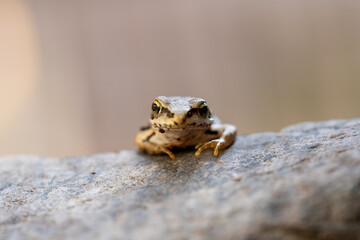 a small frog in the garden on stones