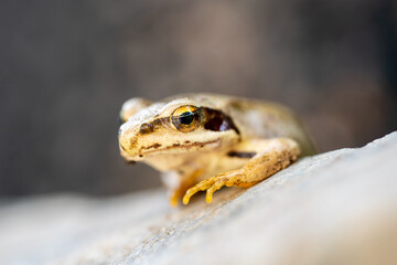 a small frog in the garden on stones