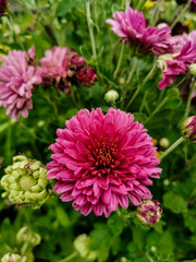 pink chrysanthemum flowers