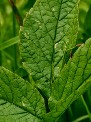green leaf background