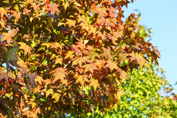 maple leaf with clear blue sky