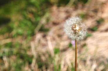 Dandelion, Dandelion flower in spring time,