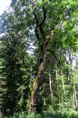 Obraz premium Carpathian forest