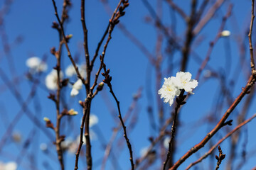 Blur of Pink blossom sukura flowers on a spring day in Japan., Beautiful flowering Japanese cherry - Sakura.