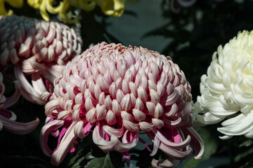 A big pink dahlia flower on sunny day