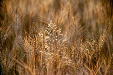 wheat field in summer on a clear evening