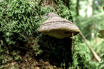 Fototapeta premium Mushroom in Carpathians