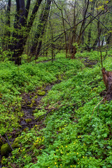 Wooded river bank on a cloudy day