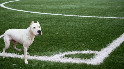 Dogo Argentino