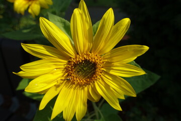 yellow flower in the garden