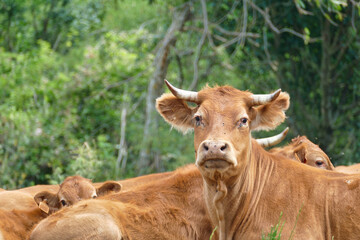 Fototapeta premium portrait of a horned cow of the french breed Limousin famous for their delicate beef meat