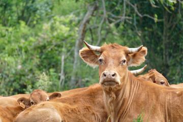 Naklejka na ściany i meble portrait of a horned cow of the french breed Limousin famous for their delicate beef meat
