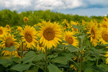 beautiful and bright sunflowers on the field