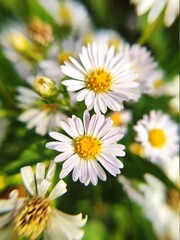 Fototapeta premium octobrines in the garden