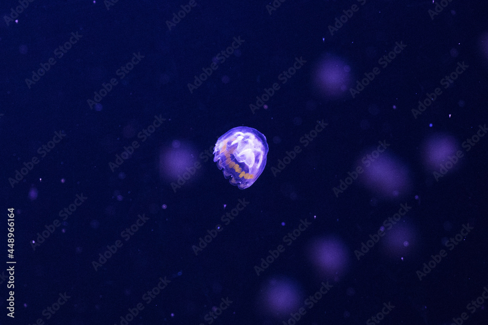 Poster illuminated purple jellyfish swimming in dark water