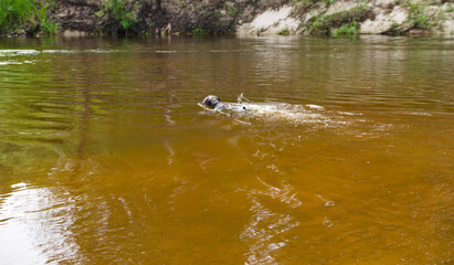 The dog swims across the river
