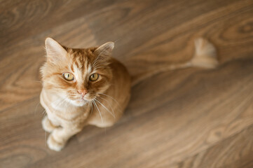 Domestic cat with ginger fur is sitting on the floor after grooming and trimming during summer,...
