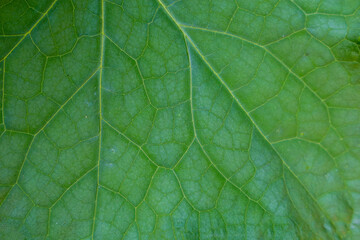 texture of large green leaves