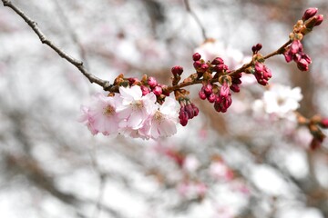 Photo of pink cherry flower blossom in spring